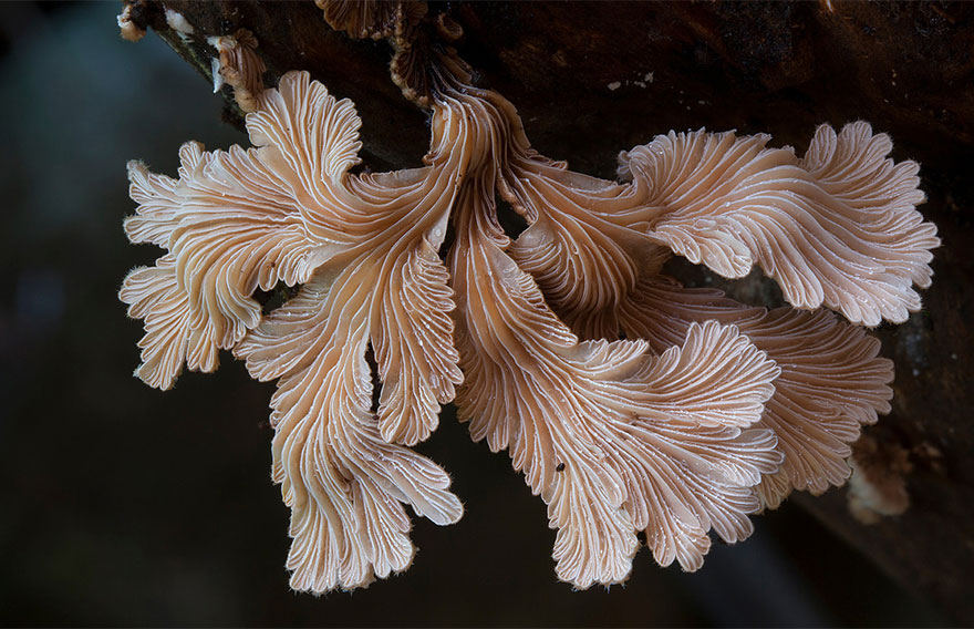 Flowing Fungi