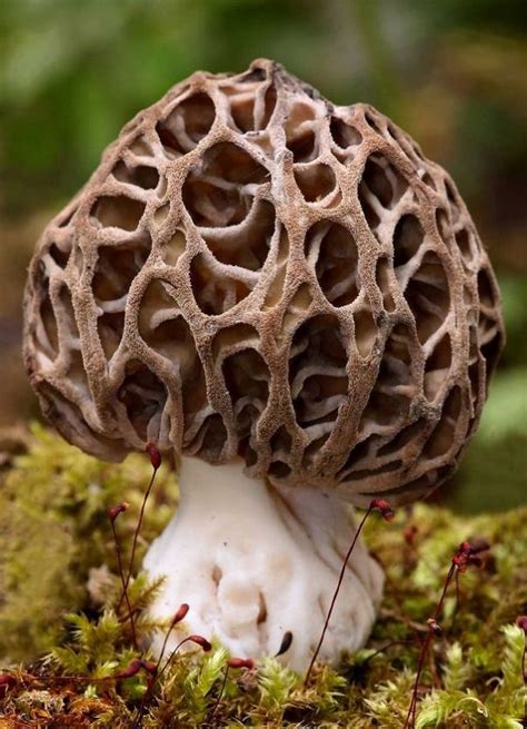 Fuzzy Tree Fungi