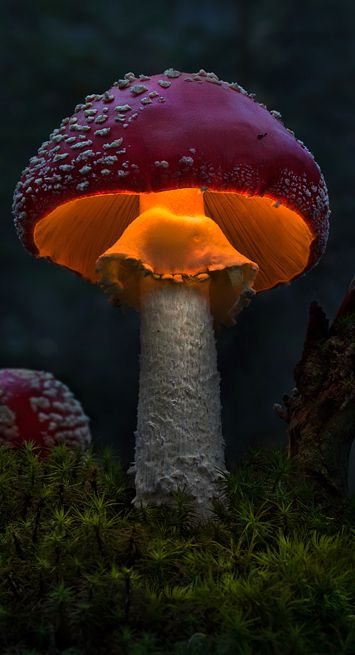 Lighted Fungi