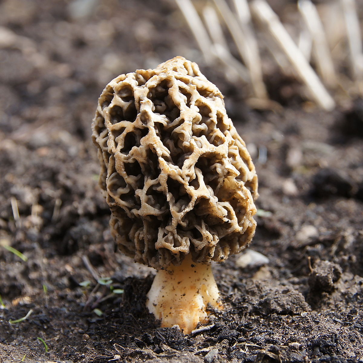 Morchella Esculenta