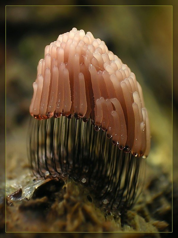 Wierd Wheat Fungi